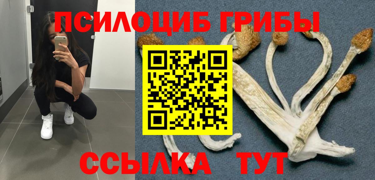где купить   Галлюциногенные грибы Psilocybe  Вход с VPN  Курчатов 