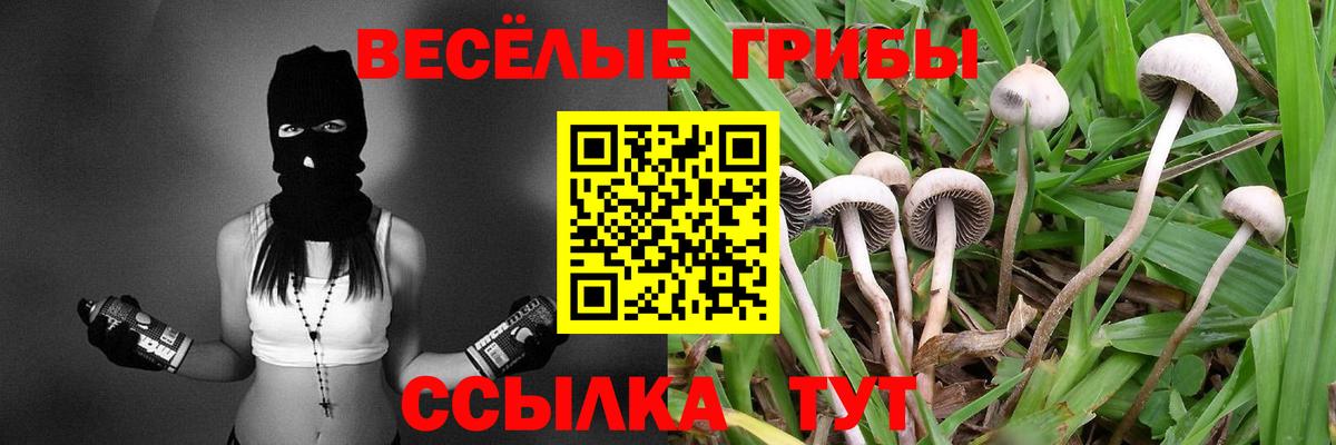 Галлюциногенные грибы Psilocybe Курчатов